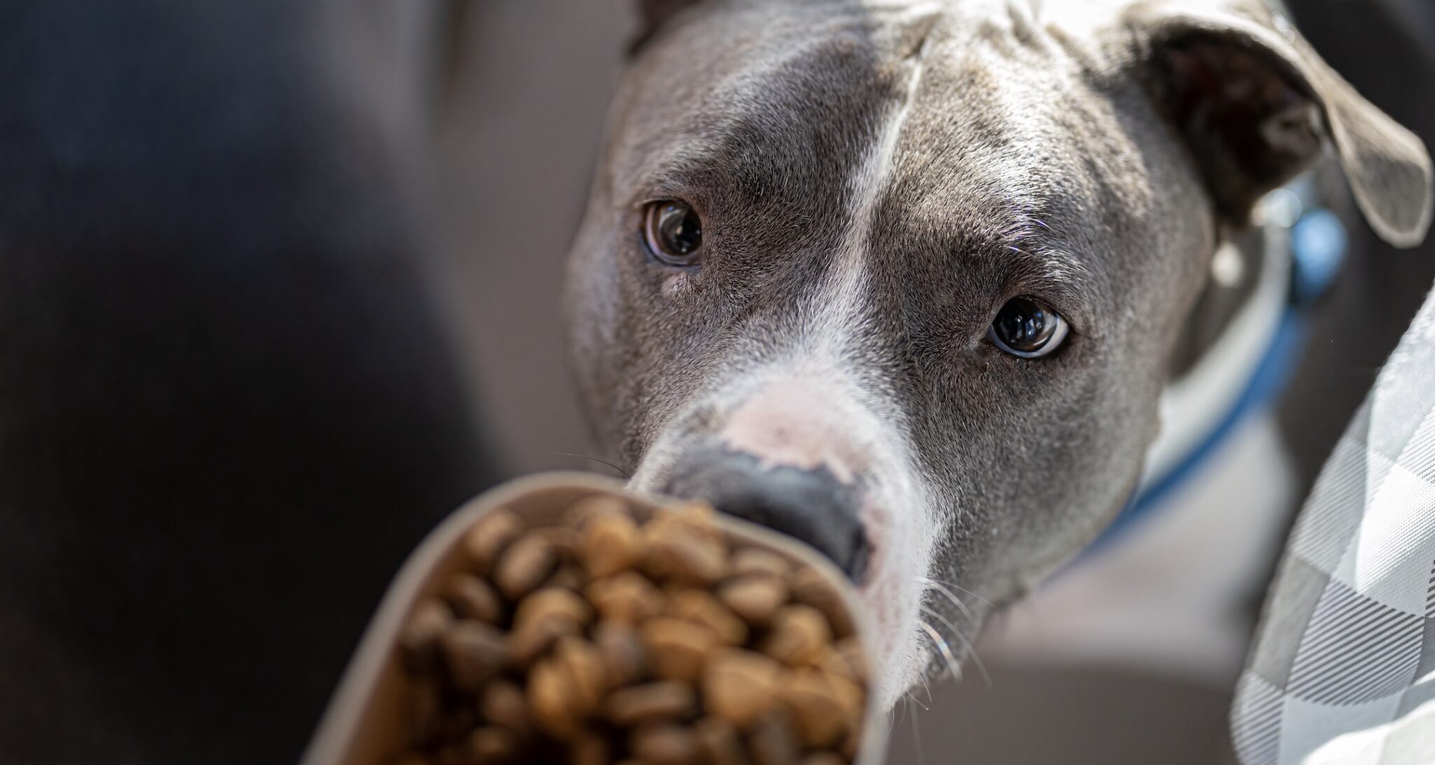 8 Best Dog Foods for Pit Bulls with NO Fillers