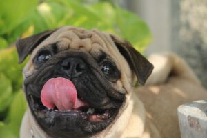 8 Best Dog Foods for Pugs with NO Fillers