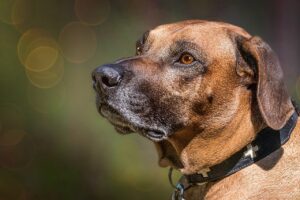 8 Best Dog Foods for Rhodesian Ridgebacks with NO
Fillers