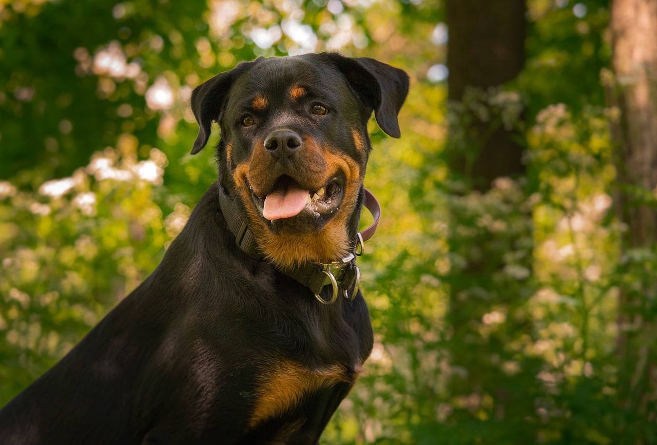 8 Best Dog Foods for Rottweilers with NO Fillers