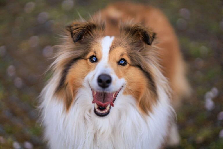 8 Best Dog Foods for Shelties with NO Fillers