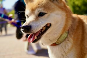 8 Best Dog Foods for Shiba Inus with NO Fillers