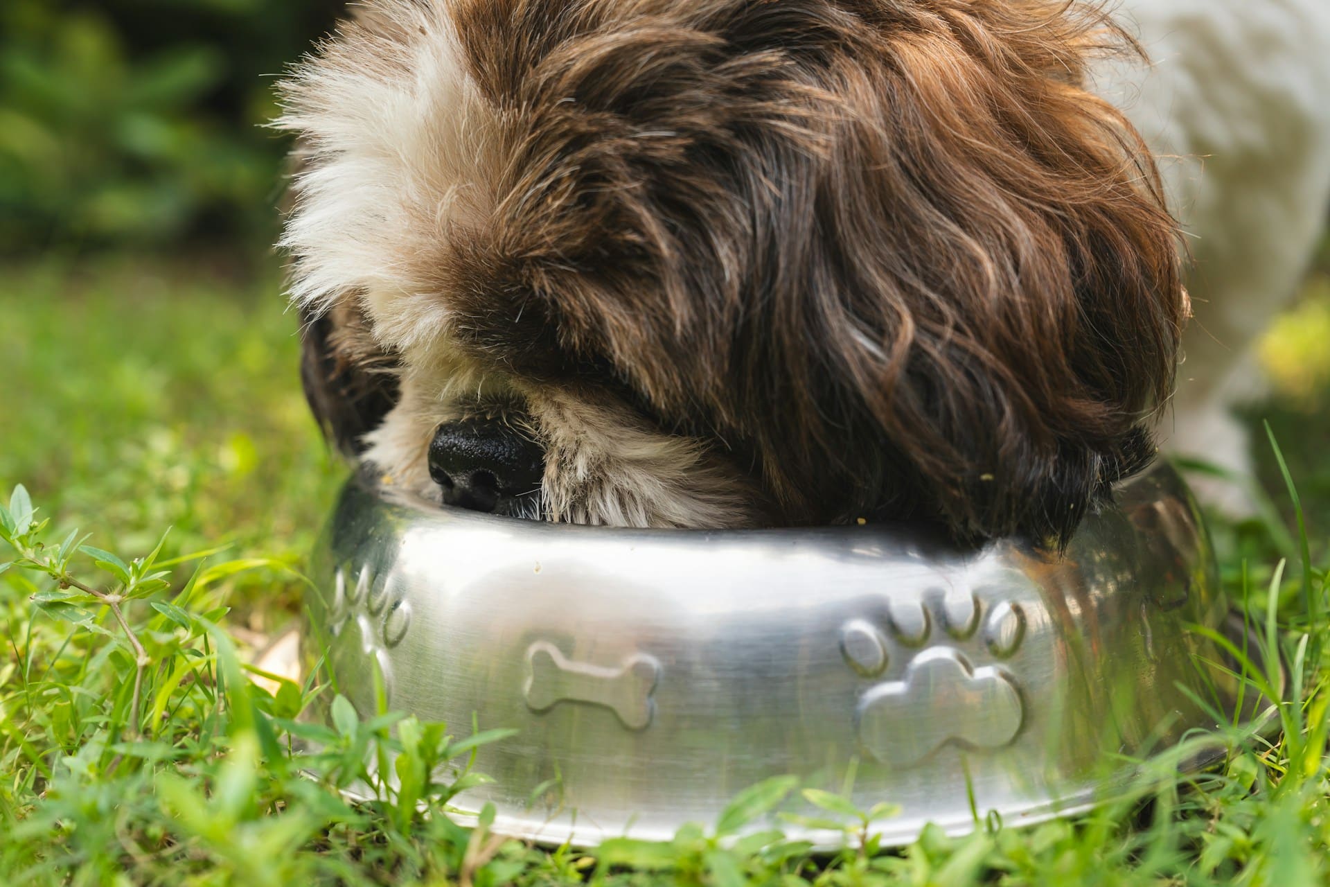 8 Best Dog Foods for Shih Tzus with NO Fillers