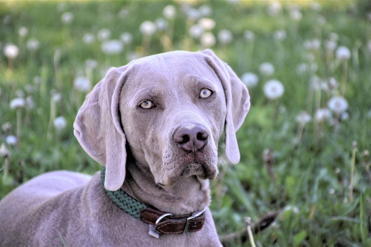 8 Best Dog Foods for Weimaraners with NO Fillers