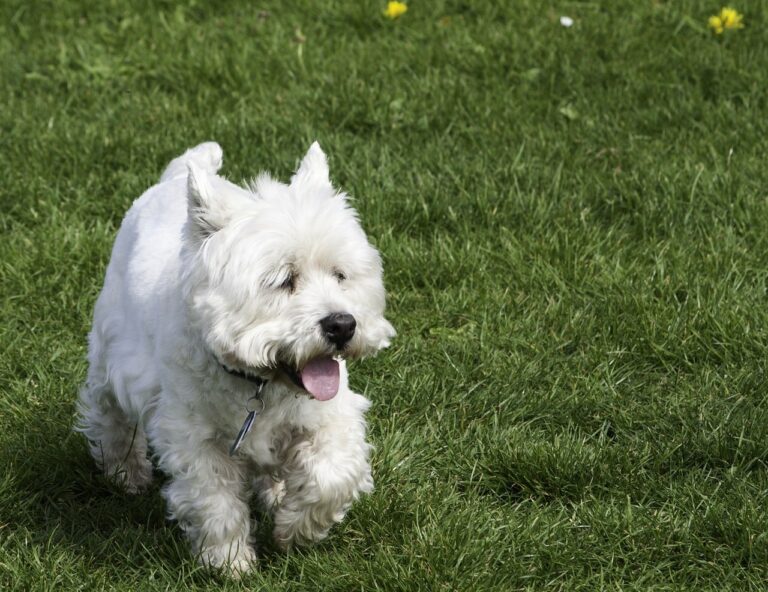 8 Best Dog Foods for Westies with NO Fillers