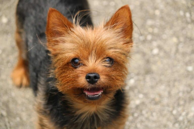 8 Best Dog Foods for Yorkies with NO Fillers