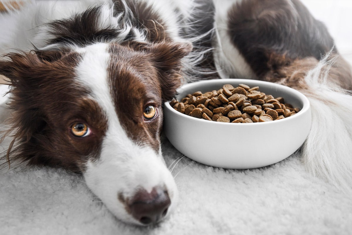 8 Best Dog Foods with NO Fillers