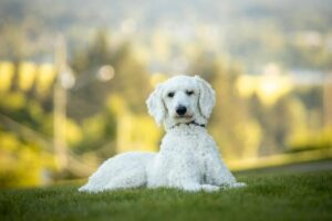 8 Dog Breeds That Are the Epitome of Grace and
Elegance