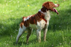 9 Age-Defying Canines: These Dog Breeds Never Outgrow Their
Puppyhood