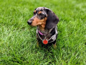 9 Cutest Short-Haired Small Dog Breeds