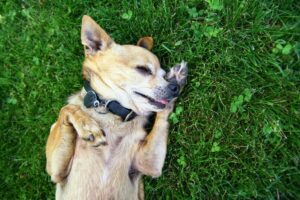 9 Hilariously Overdramatic Dog Breeds