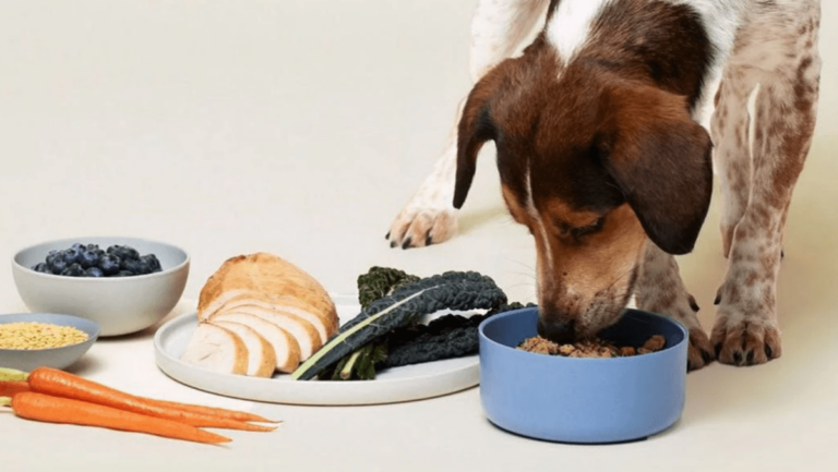 9 Ways To Relieve Dog Allergies From Food And The
Environment