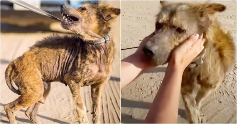 A ‘Coyote’ Who Was Feared By Many Was A Dog Ignored By
All