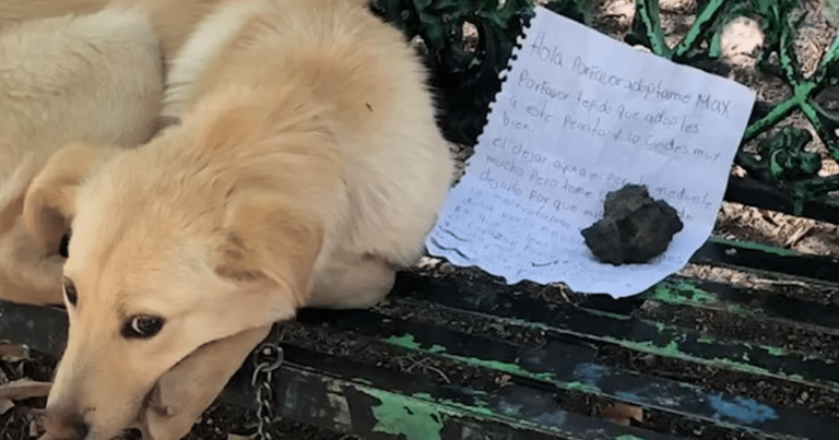 Abandoned Dog Found Tied to Bench with ‘Heartbreaking’
Note