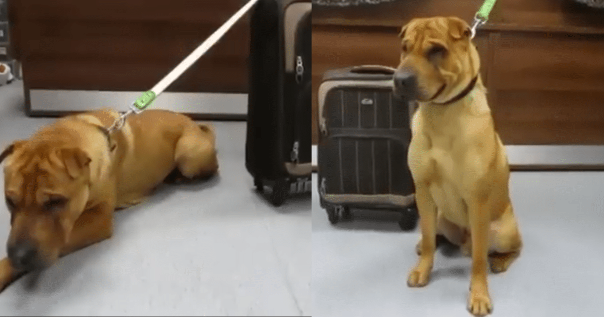 Abandoned Dog Found at Train Station with Suitcase Full of
Belongings Finds a Loving Forever Home