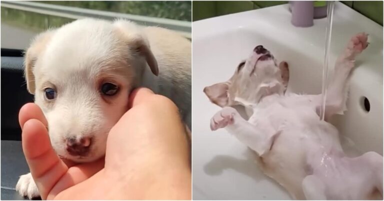 Abandoned Puppy Relaxes For The First Time In His Young
Life