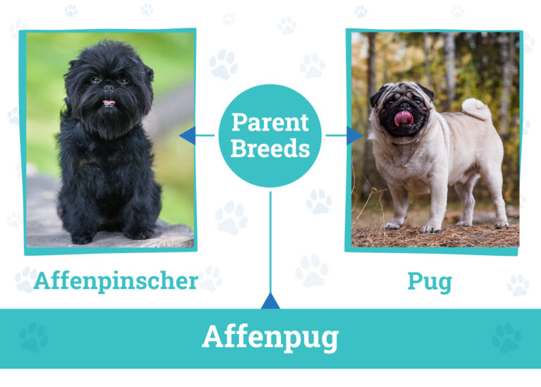 Affenpug Dog Breed: Info, Pictures, Care Guide &amp;
More