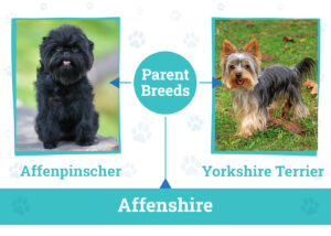 Parent Breeds of Affenshire 2024