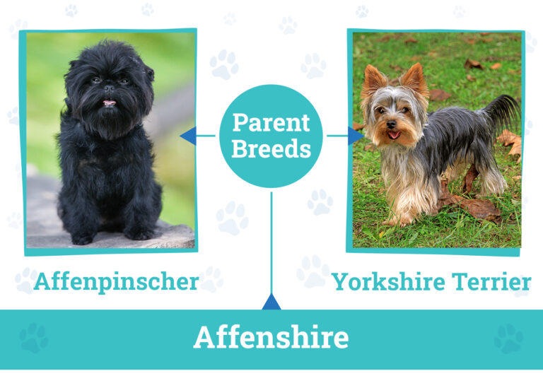 Affenshire (Yorkshire Terrier &amp; Affenpinscher Mix):
Info, Pictures, Care &amp; More