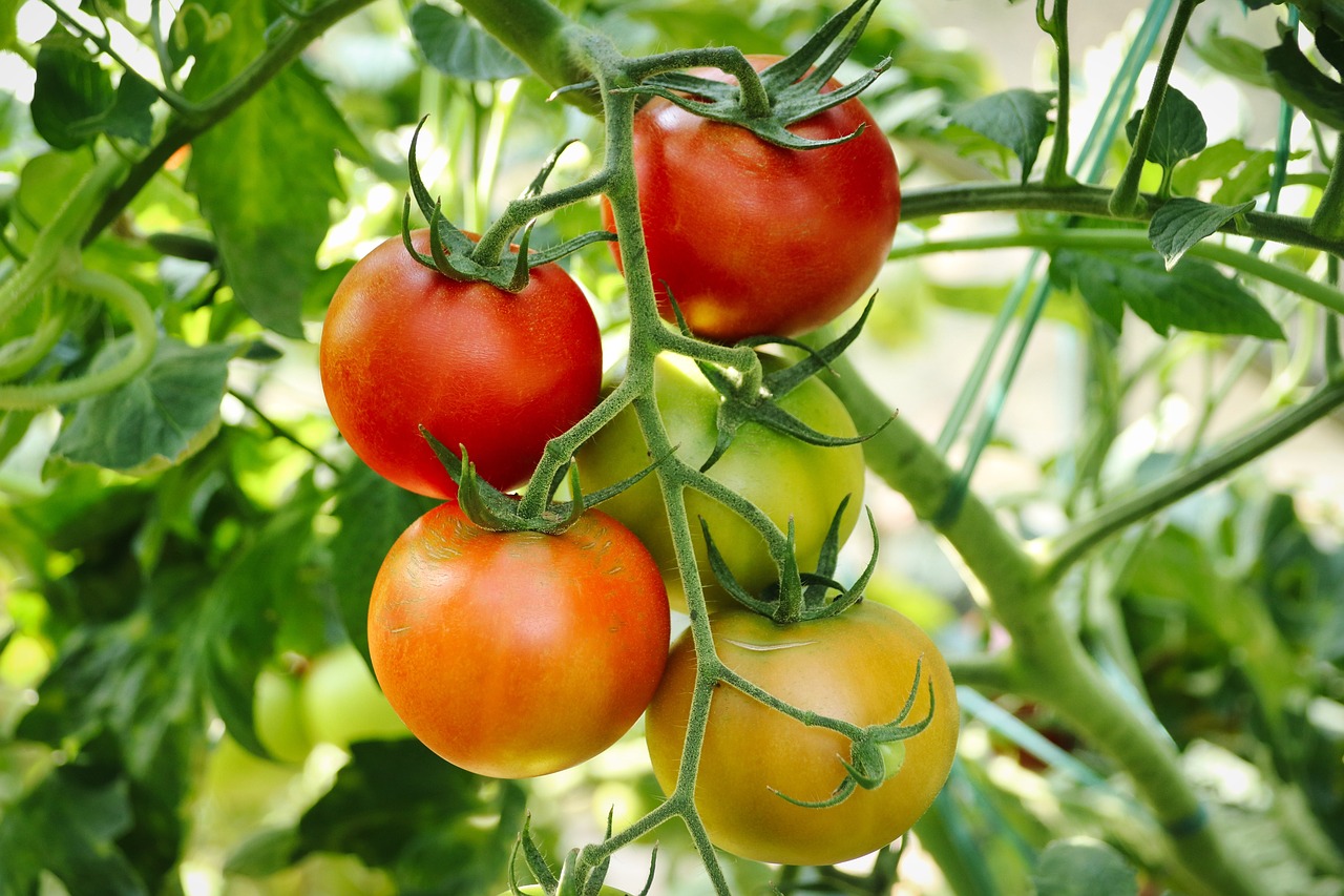 close up of a tomato plant oudoors