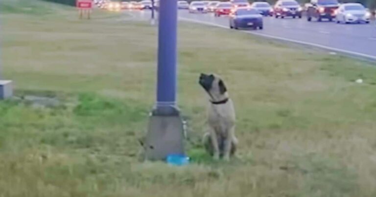 As The Sun Set, Dog Was Tethered To A Lamp Post With
Note