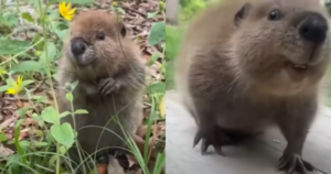 Baby Beaver’s Chattering to Rescuer Sounds Just Like a Human
Baby