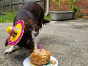 Penny's birthday pup-cake