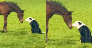 Border Collie Greets New Horse with a Request to Be ‘Best
Friends’