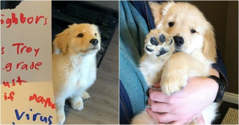 Boy Couldn’t Play With Neighbor’s Puppy, So He Wrote The Dog
A Letter