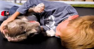 Boy’s Hug for Pit Bull Rescued from Dogfighting Turns into
‘Heart-Melting’ Moment