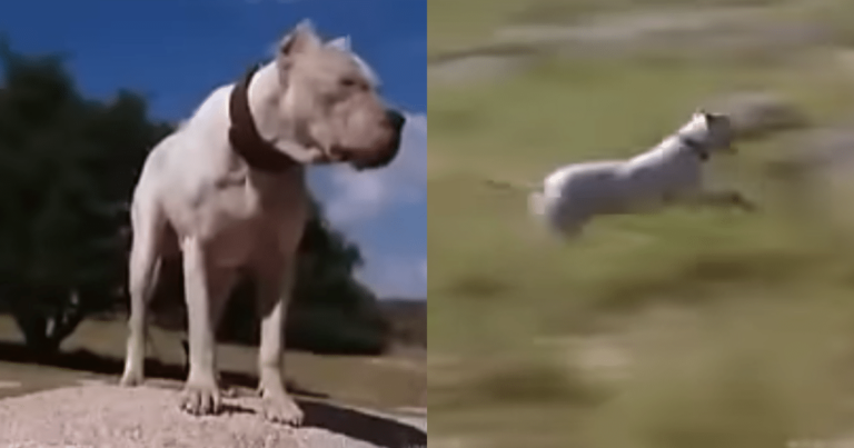 Brave Dog in Argentina Saves Little Girls from Wild Puma
Attack