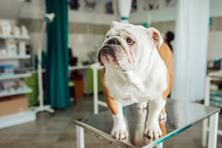 Bulldog Tail Pocket Infection: Vet-Approved Prevention
&amp; Care Guide