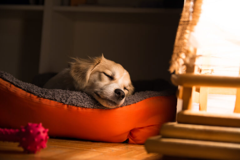 Can Dogs Have Sleep Apnea? Vet Reviewed Facts &amp;
Info