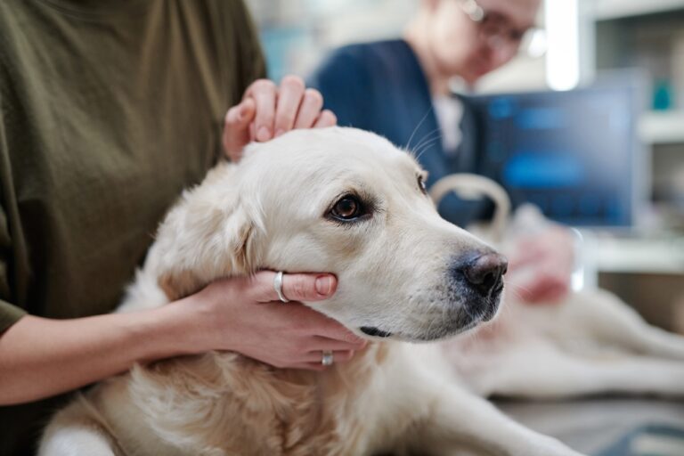 Why Do Dogs Hate the Vet? 7 Vet Reviewed Reasons &amp;
Tips to Help