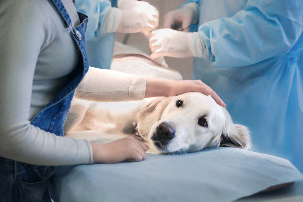 dog at vet clinic about to undergo surgery