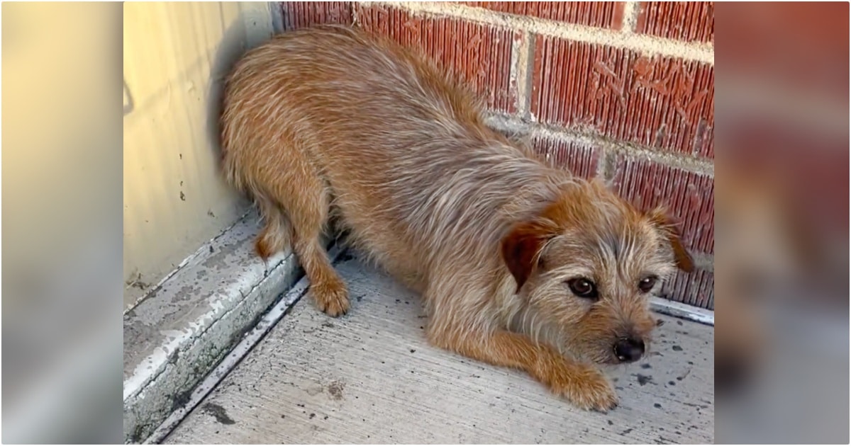 Couple Who Lost Two Pups Gets One Back, Given News About The
Other