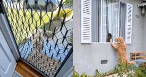 Curly-Haired Goldendoodle Visits Neighbor’s Home Daily for
the Most Adorable Reason