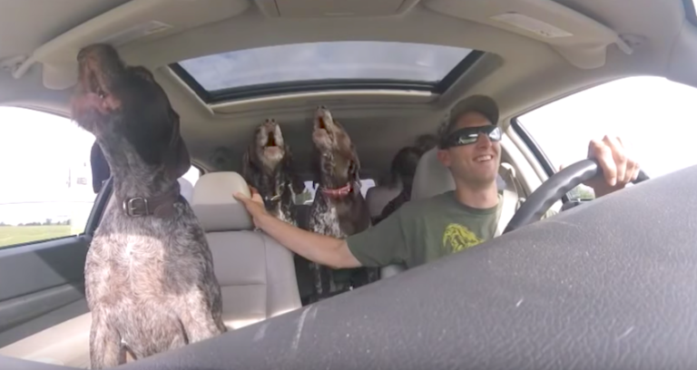 Dad Sets Up Camera To Show Four ‘Giant’ Dogs Going Crazy On
The Way To Their ‘Favorite Place’