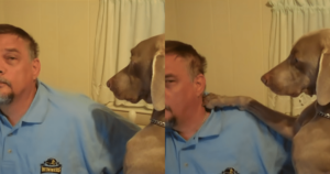 Dad’s Hilarious Attempt to Ignore His Determined Dog Gus
Backfires in the Funniest Way Possible