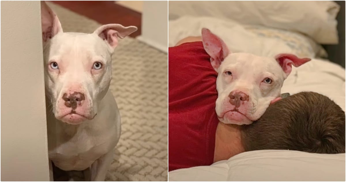 Deaf Dog Fears She’s Being Returned To Shelter, Holds On
Tighter To Dad