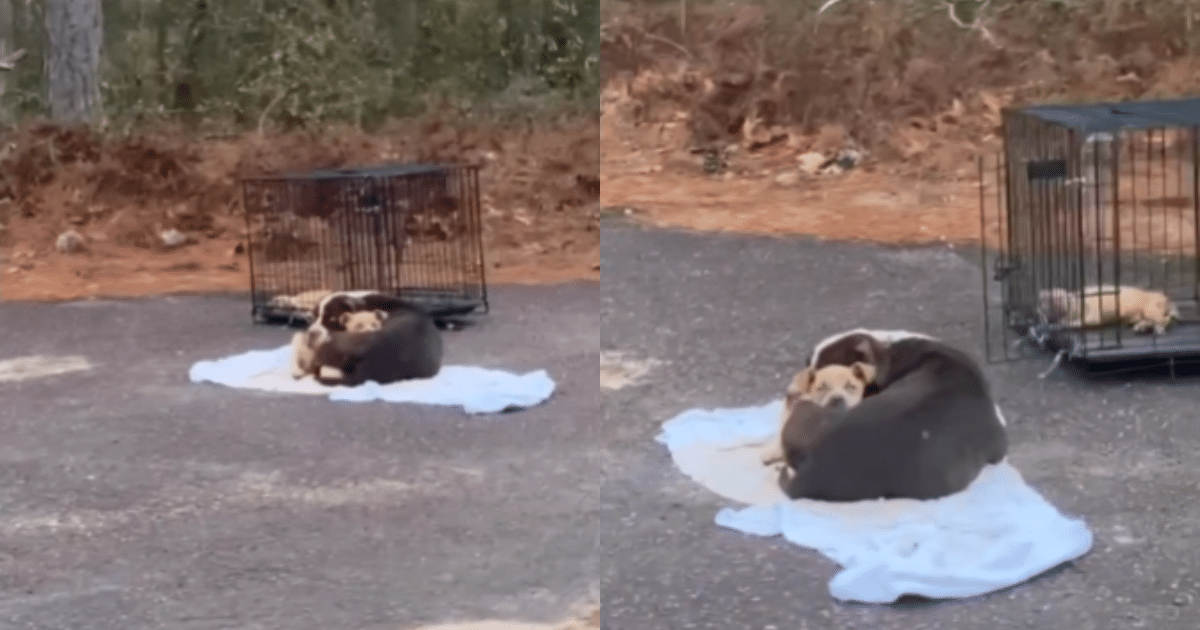 Desperately Cradling Her Puppy in the Street, Abandoned Mama
Dog is Overjoyed to See Her Rescuers