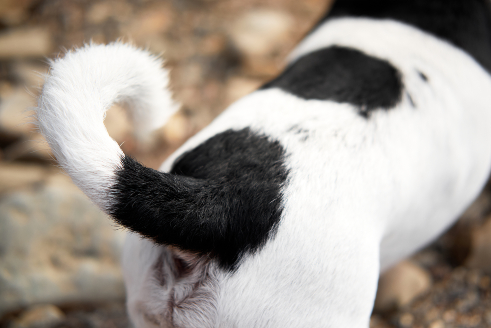 Black and white Jack Russell Terrier dog tail or butt close up