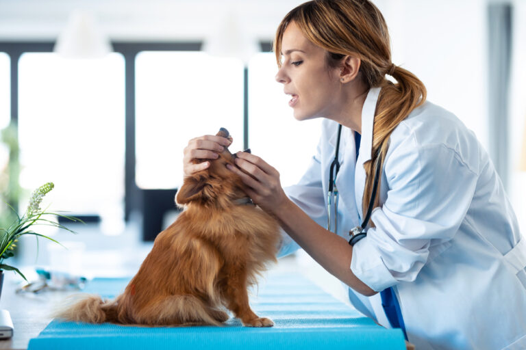 Do Dogs Have Tonsils? Vet-Verified Canine Anatomy Facts
&amp; Info