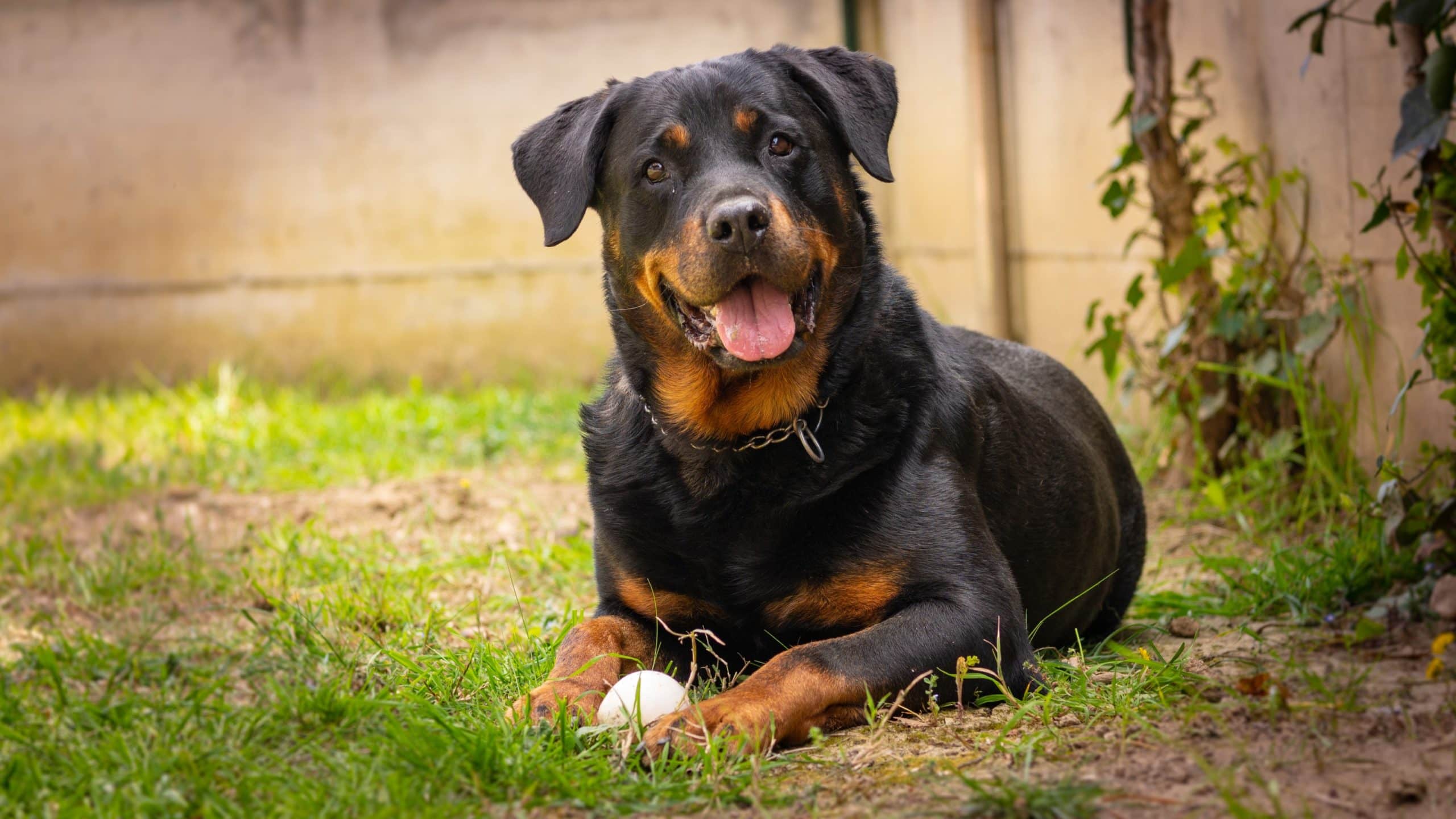 American Rottweiler dog play with the ball in the garden