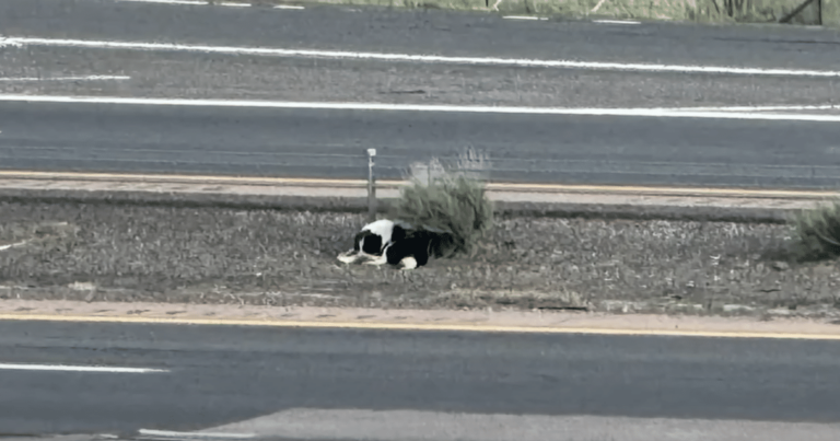 Dog Abandoned on Interstate Won’t Trust Anyone Until Tragic
Event Changes Everything