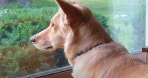 Dog Constantly Stares Out Window To Connect With Someone On
Other Side