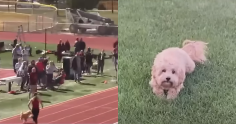 Dog Hilariously ‘Crashes’ High School Race and Steals the
Win