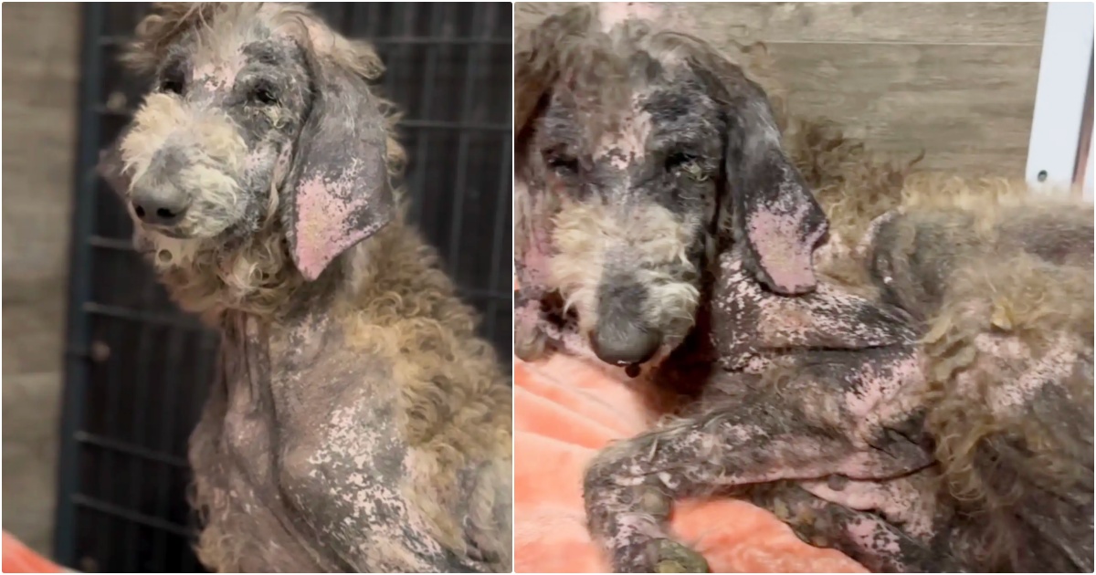 Dog Lingering By Snow Cone Stand Becomes Spectacular
Breed