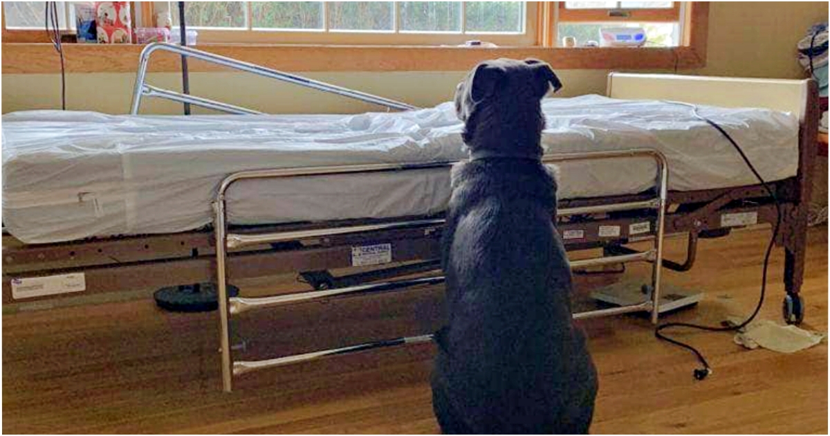 Dog Sat By Hospital Bed After Dad Passed Away, Would Not
Accept He Was Gone