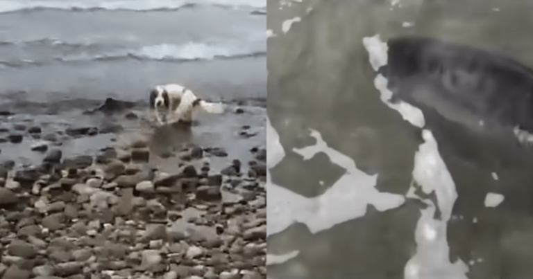 Dog Springs Into Action to Help Stranded Baby Dolphin in
Distress